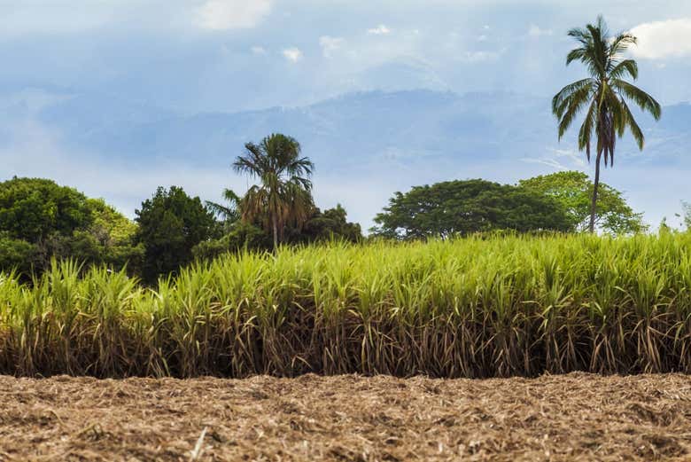 Tour por las haciendas de caña de azúcar del valle del Cauca Cali