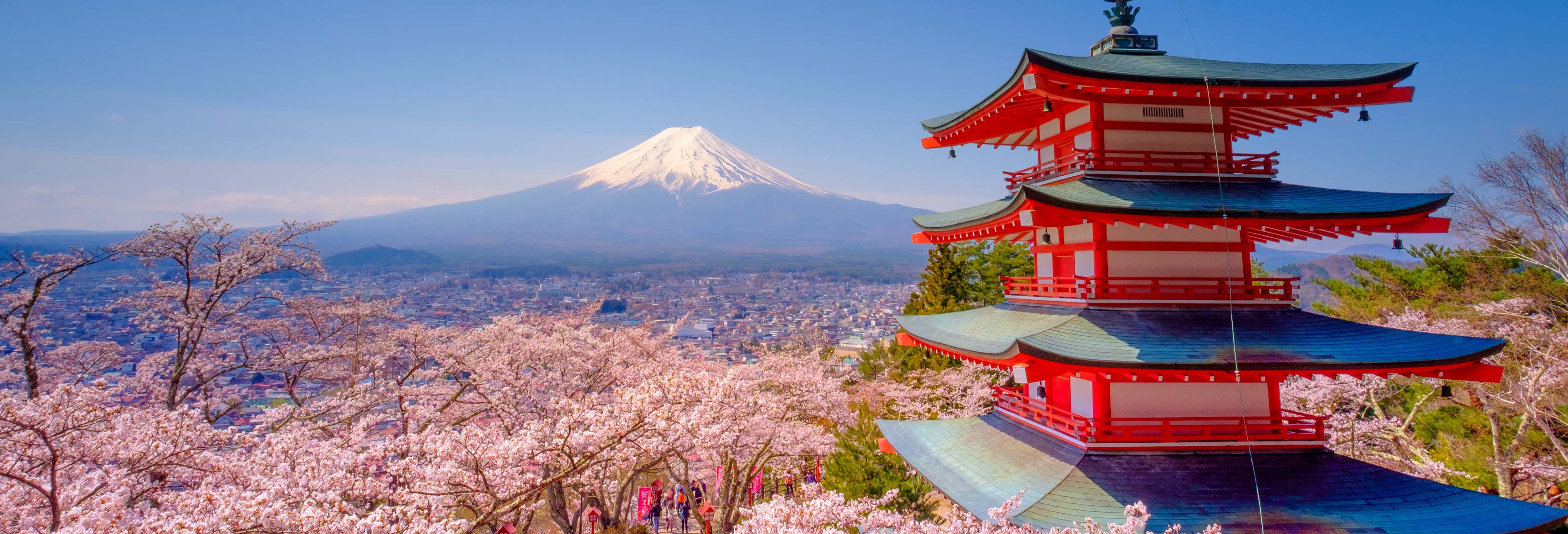 Tour Dei Ciliegi In Fiore A Yamanash Da Tokyo Scopri Tokyo