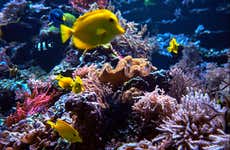 Biglietti per l'AquaDom & SEA LIFE Berlin®