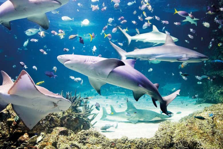 Ticket d'entrée pour SEA LIFE Berlin® - Visitons Berlin