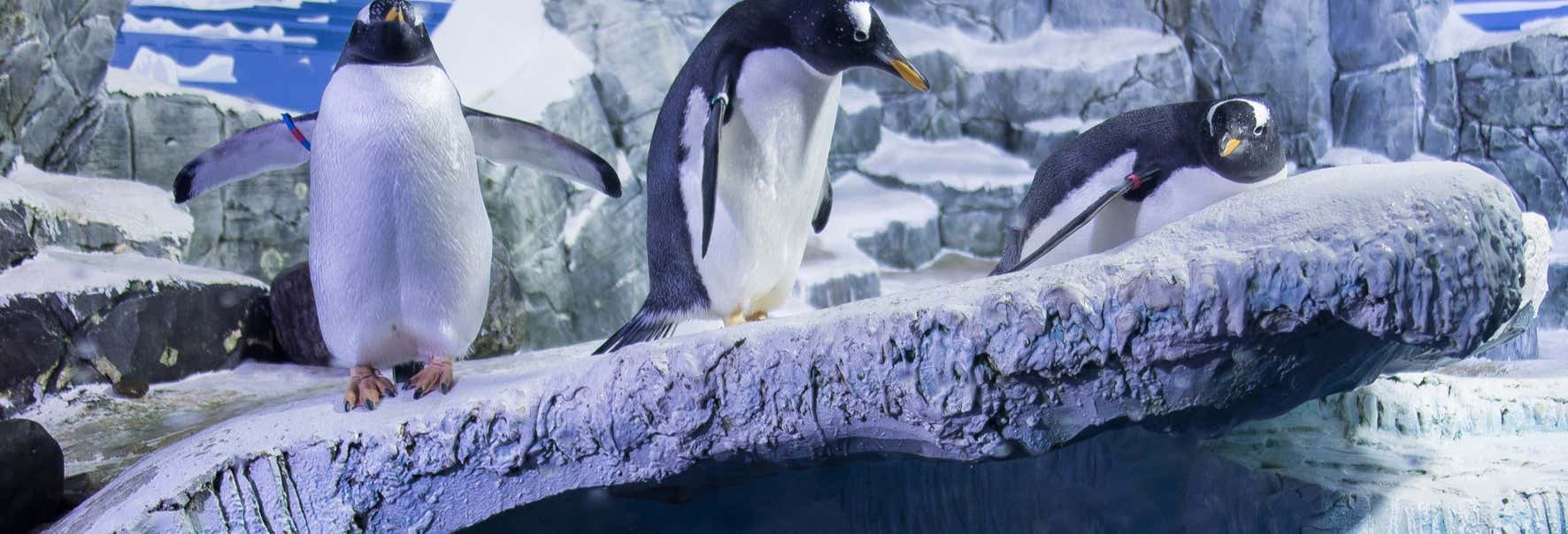 Biglietti per il SEA LIFE® Costanza