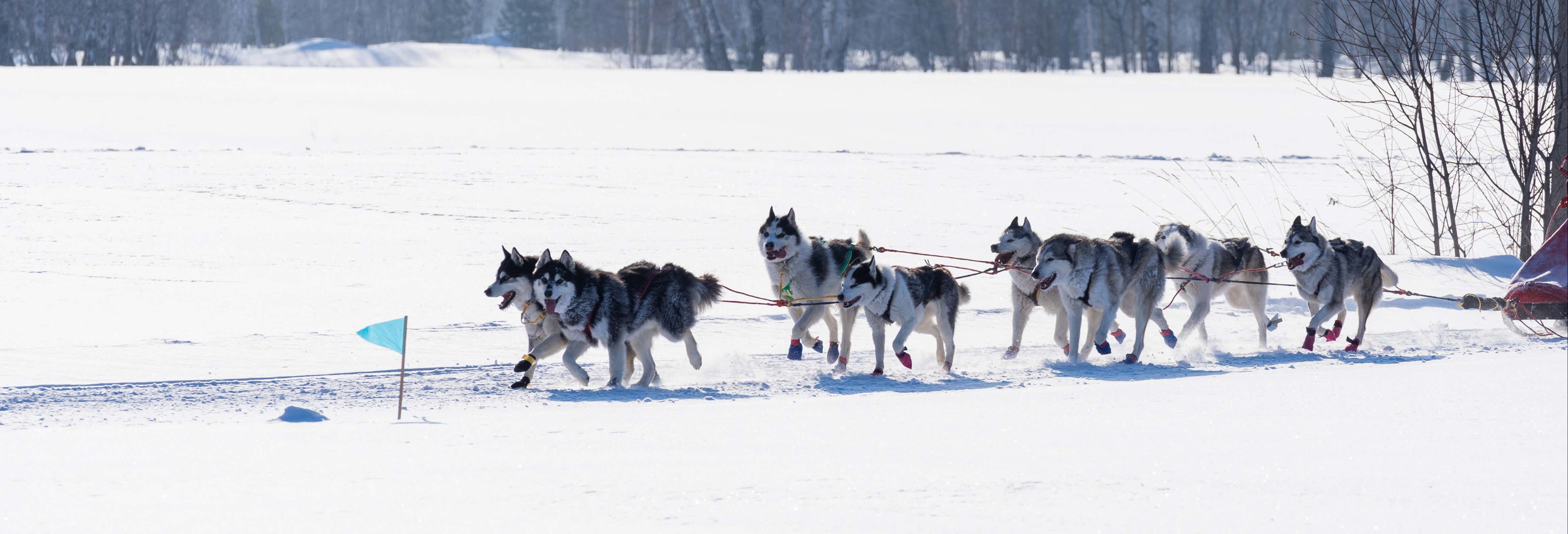 Balade en chiens de traîneau à Grandvalira