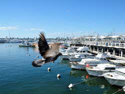 Punta del Este, puerto deportivo