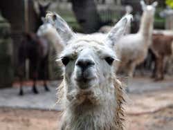 Zoo de Buenos Aires, llama