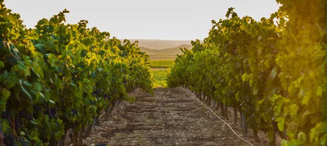Excursion dans les vignobles de la Vallée de Traslasierra