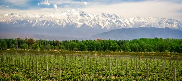 Visite de vignobles et dégustation de vin