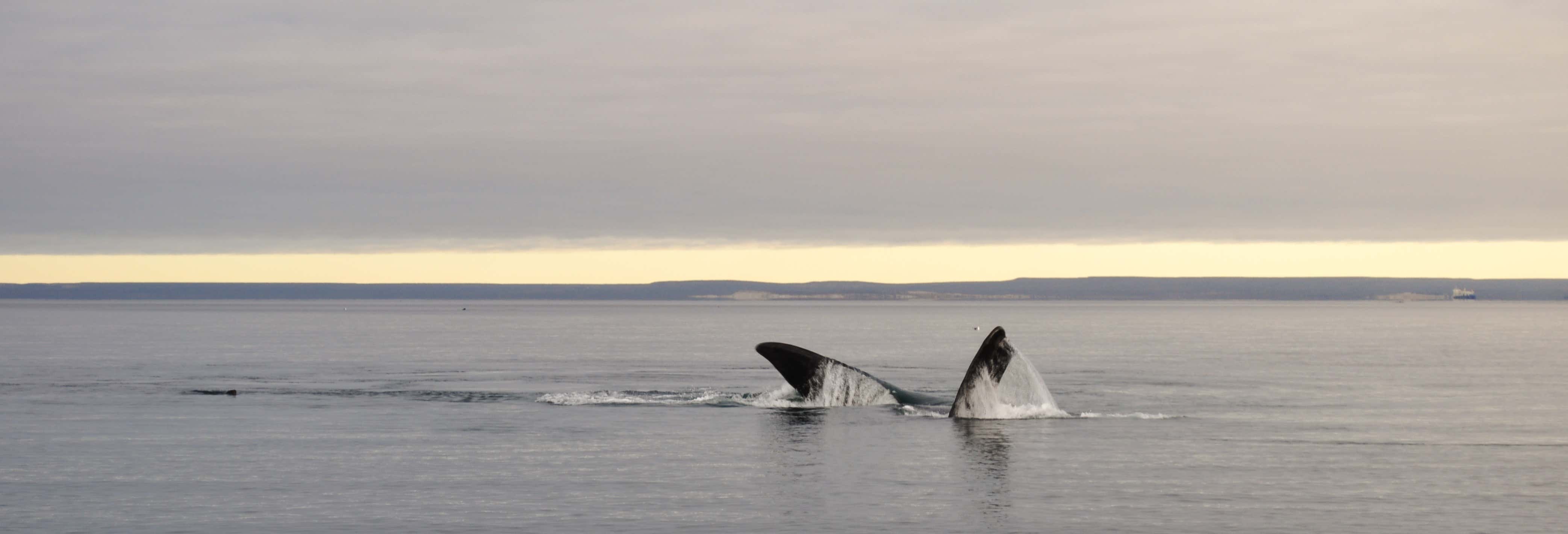 Whale Watching in El Doradillo