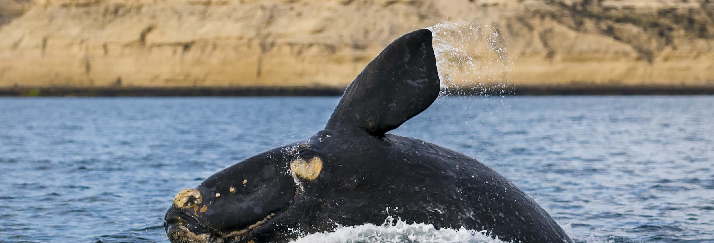 Avvistamento di balene nella Penisola di Valdès