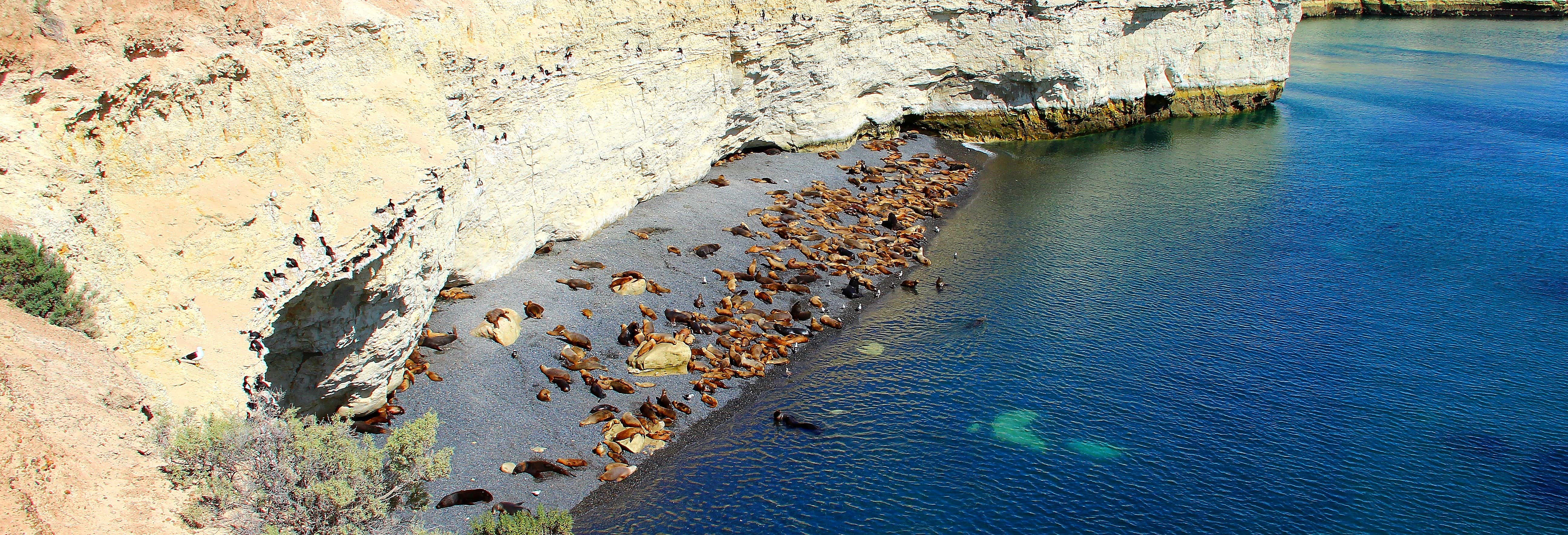 Avvistamento di leoni marini a Punta Loma