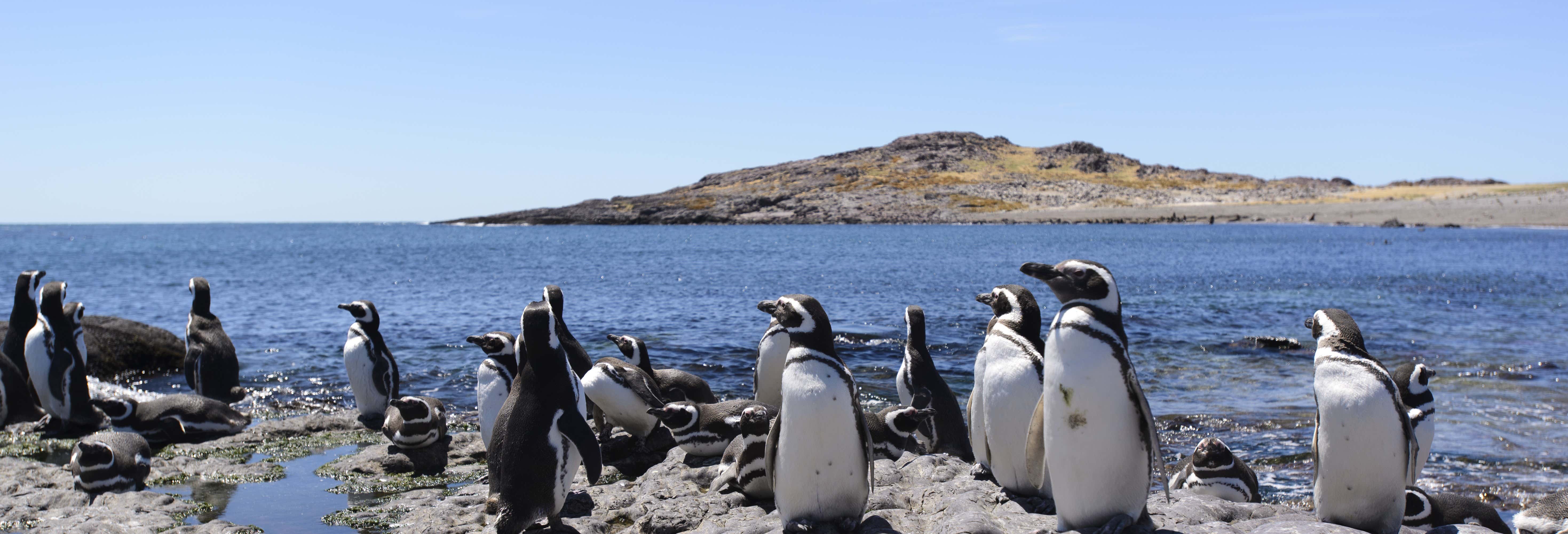 Avistamiento de animales en Punta Tombo e Isla Escondida