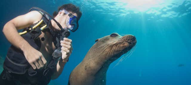 Plongée avec les lions de mer à Punta Loma