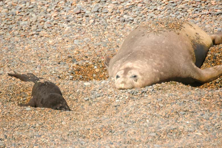 Full Day Trip To Valdes Peninsula From Puerto Madryn