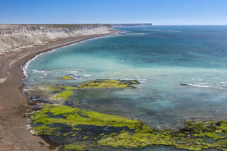 Excursión a Península Valdés para cruceros desde Puerto Madryn