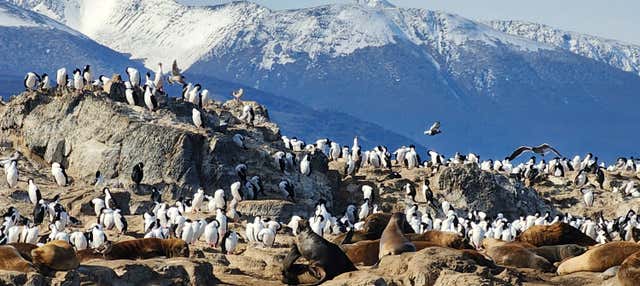 Estância Harberton + Colônia de pinguins na Ilha Martillo