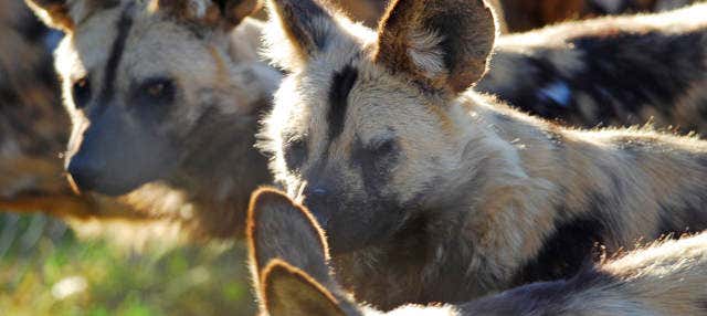 Billet pour le Monarto Safari Park avec transport