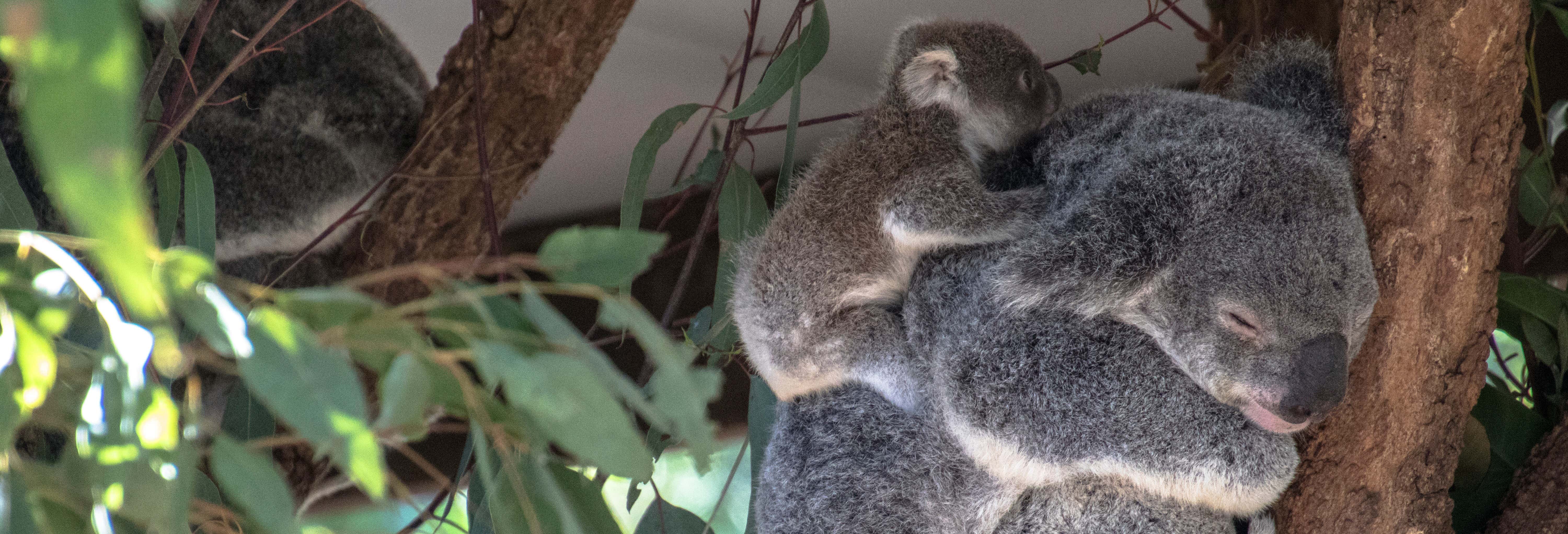 Giro in barca + Santuario dei koala
