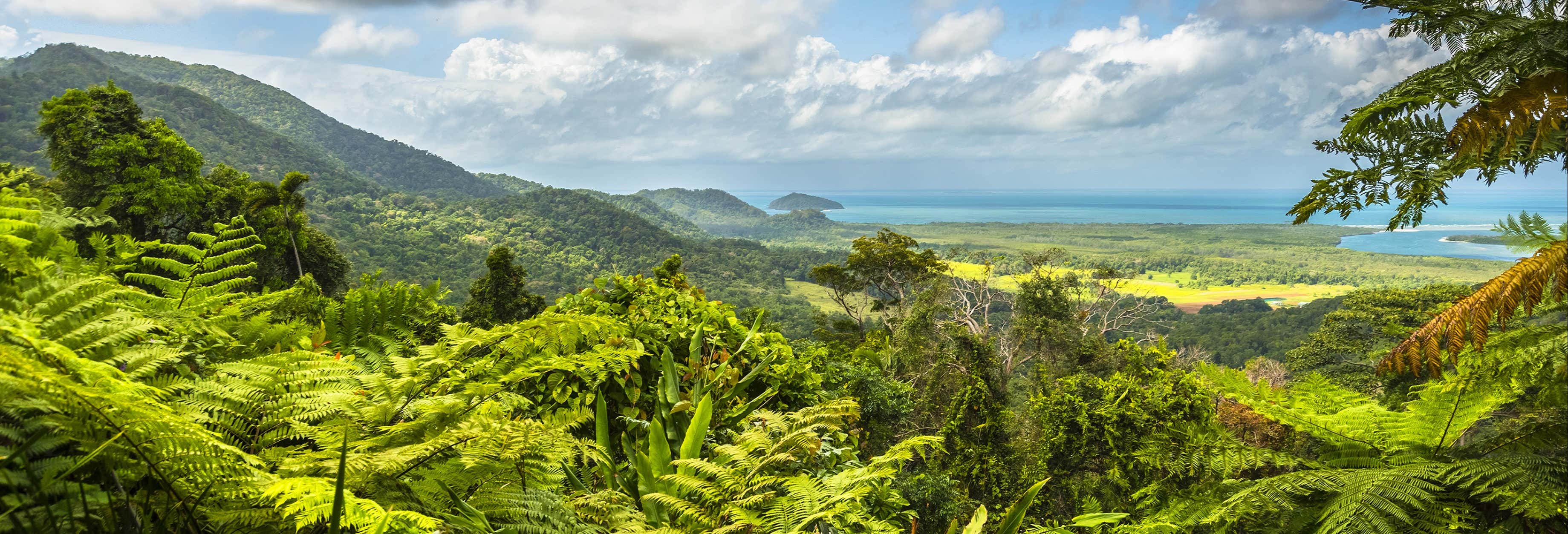 Daintree & Cooya Beach Tour