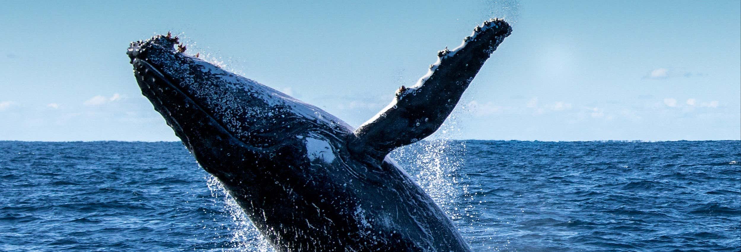 Avistamento de golfinhos e baleias