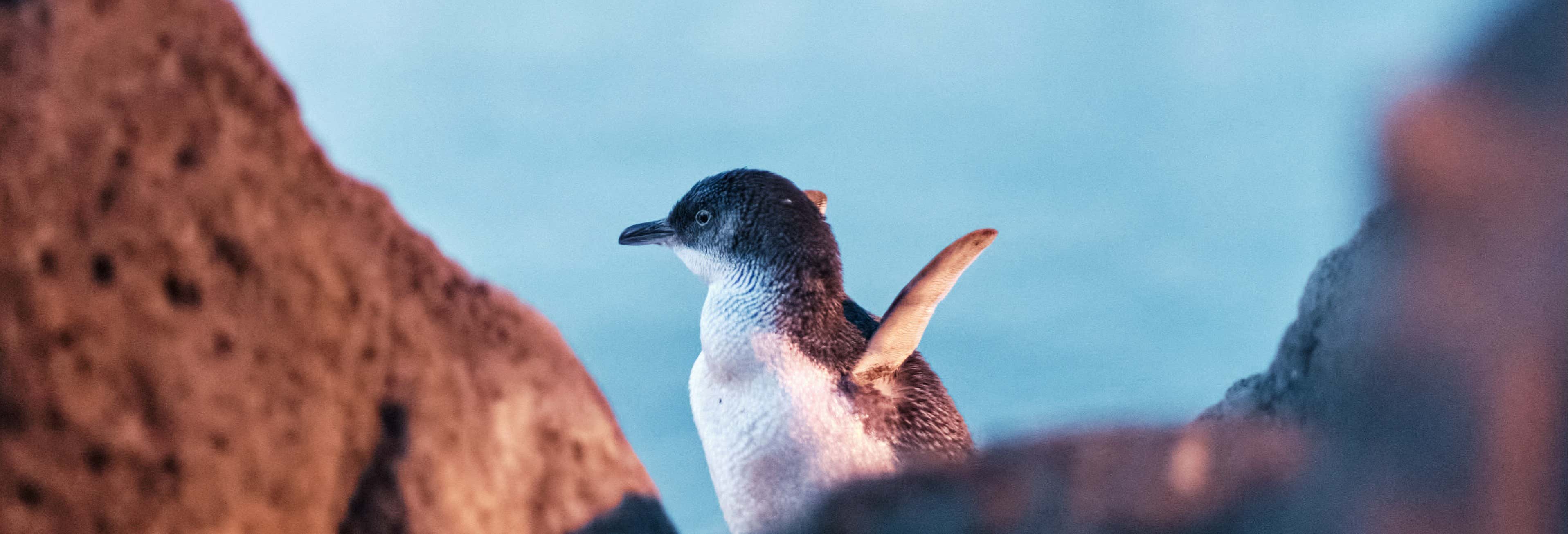 Desfile de pingüinos en la Isla Phillip