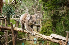Koala dentro de la reserva de isla Philip