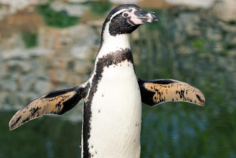 Pingüino en la Isla Phillip