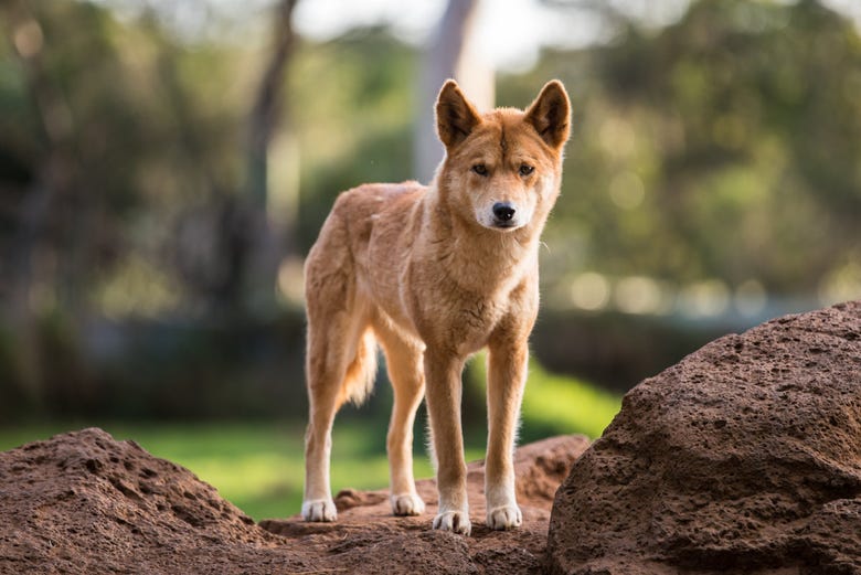 Dingo o lobo australiano en el Santuario de Healesville