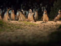 ,Excursión a Isla de Phillip