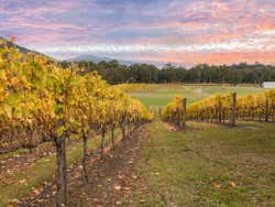 ,Excursión a Valle del Yarra,Ruta por bodegas