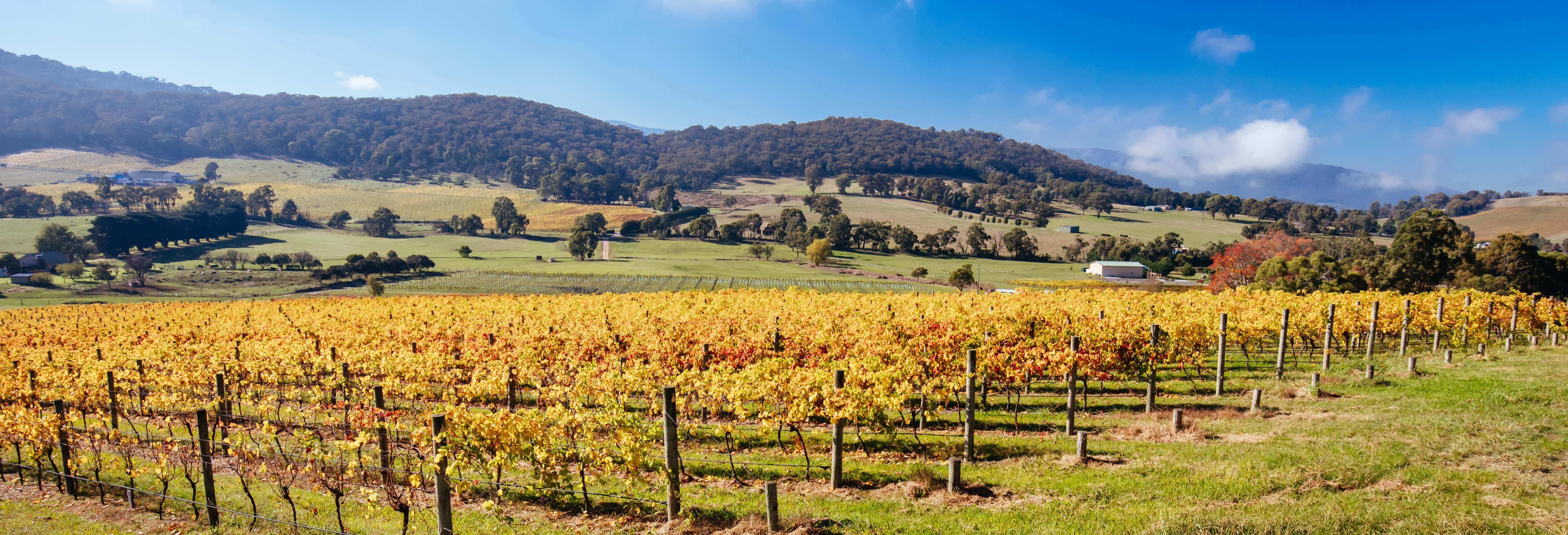 Excursion dans la Yarra Valley