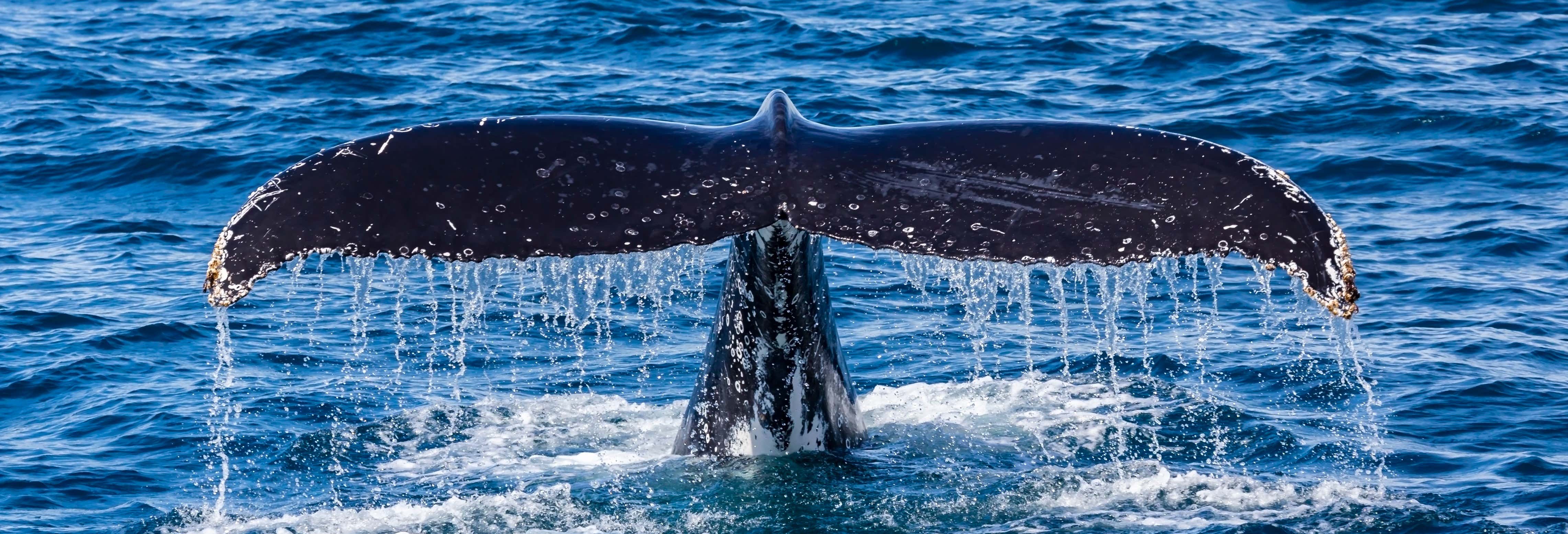Avistamiento de ballenas en Perth