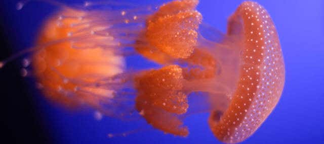 AQWA Aquarium Perth Ticket