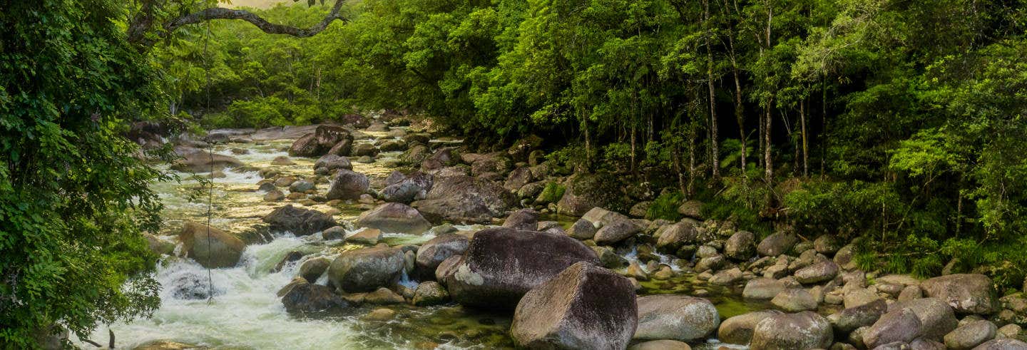 Excursion à Daintree et Cooya Beach