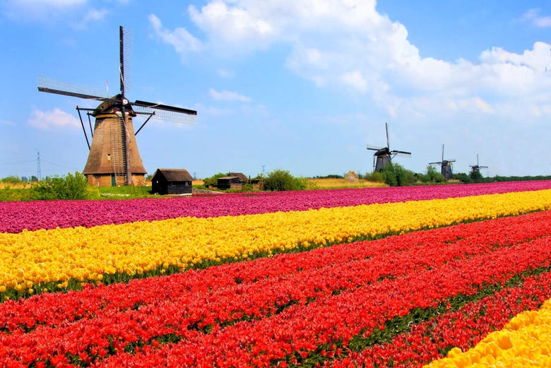 Excursión a Keukenhof y los molinos de Kinderdijk desde Bruselas