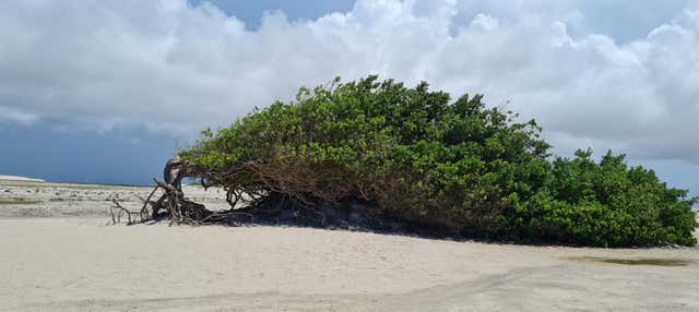 Tour del litorale est di Jericoacoara
