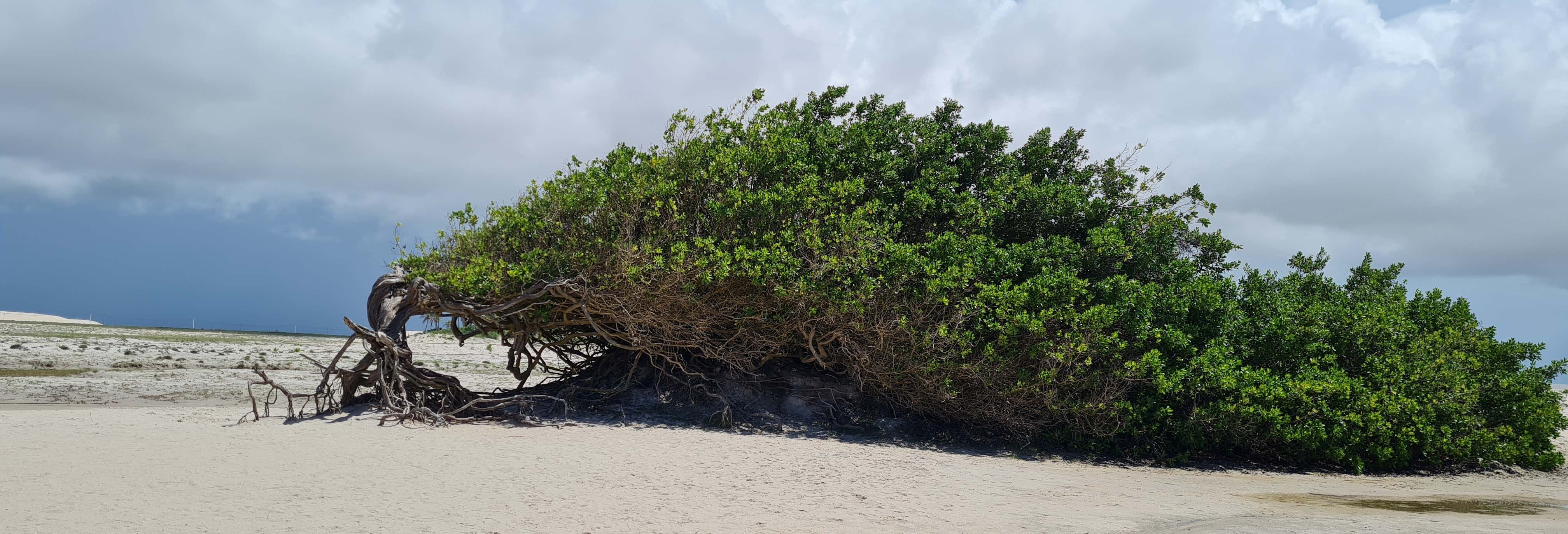 Visite de l’est de Jericoacoara
