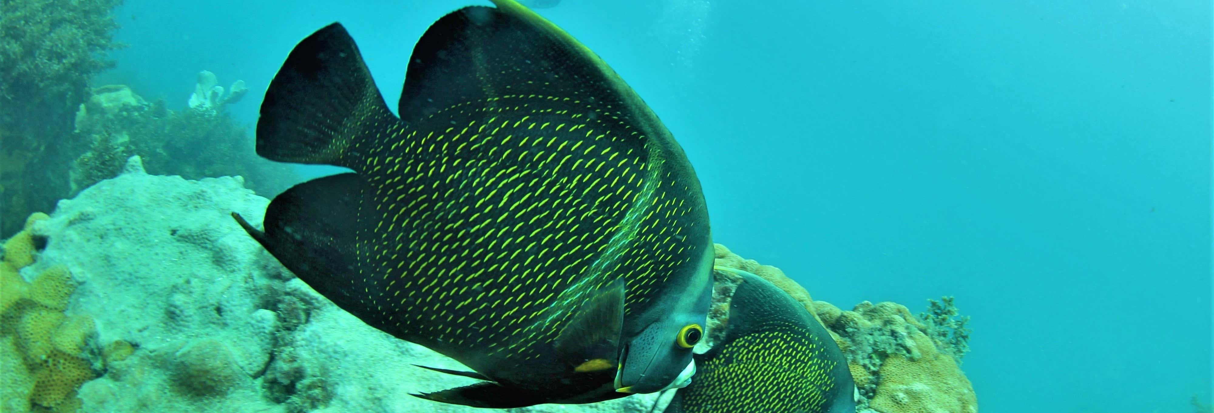 Buceo en Arraial do Cabo