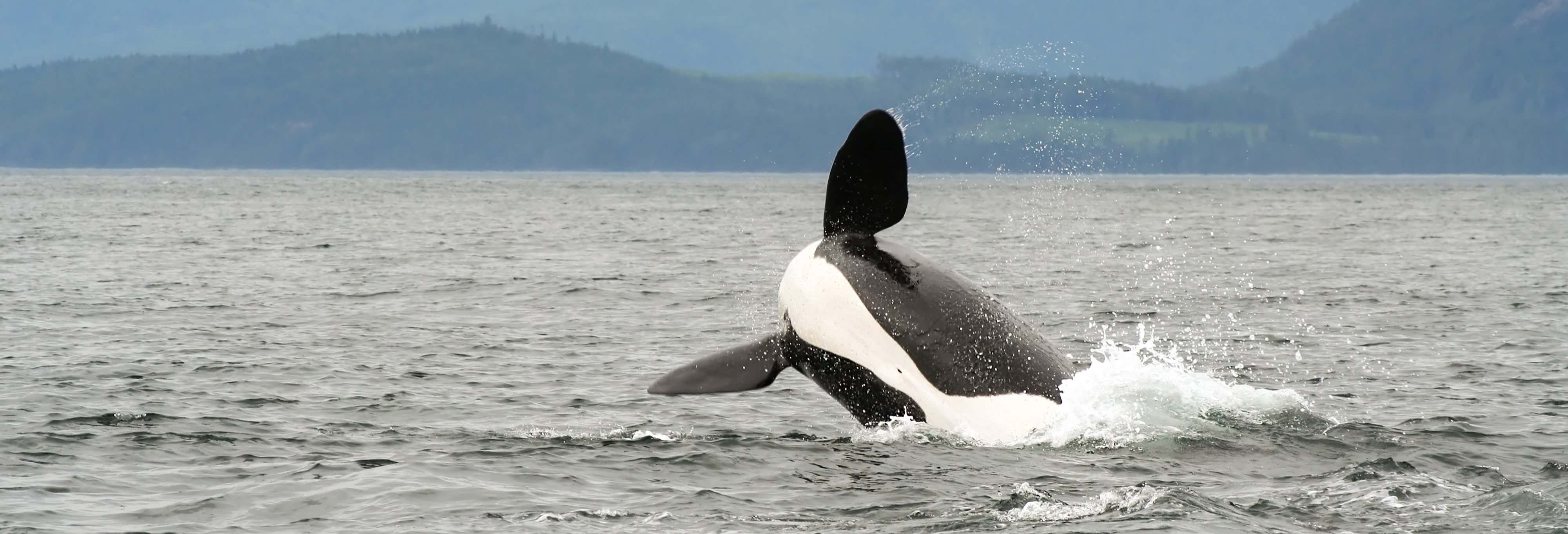Avistamiento de ballenas en Campbell River