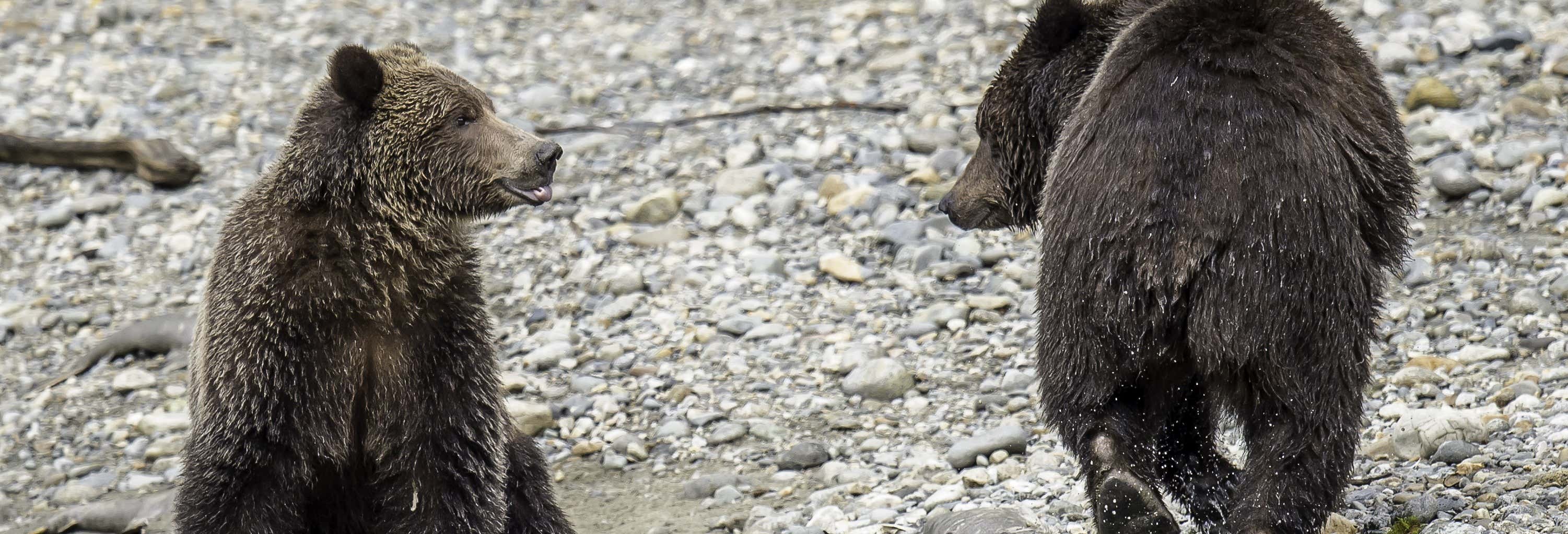 Avistamiento de osos grizzly
