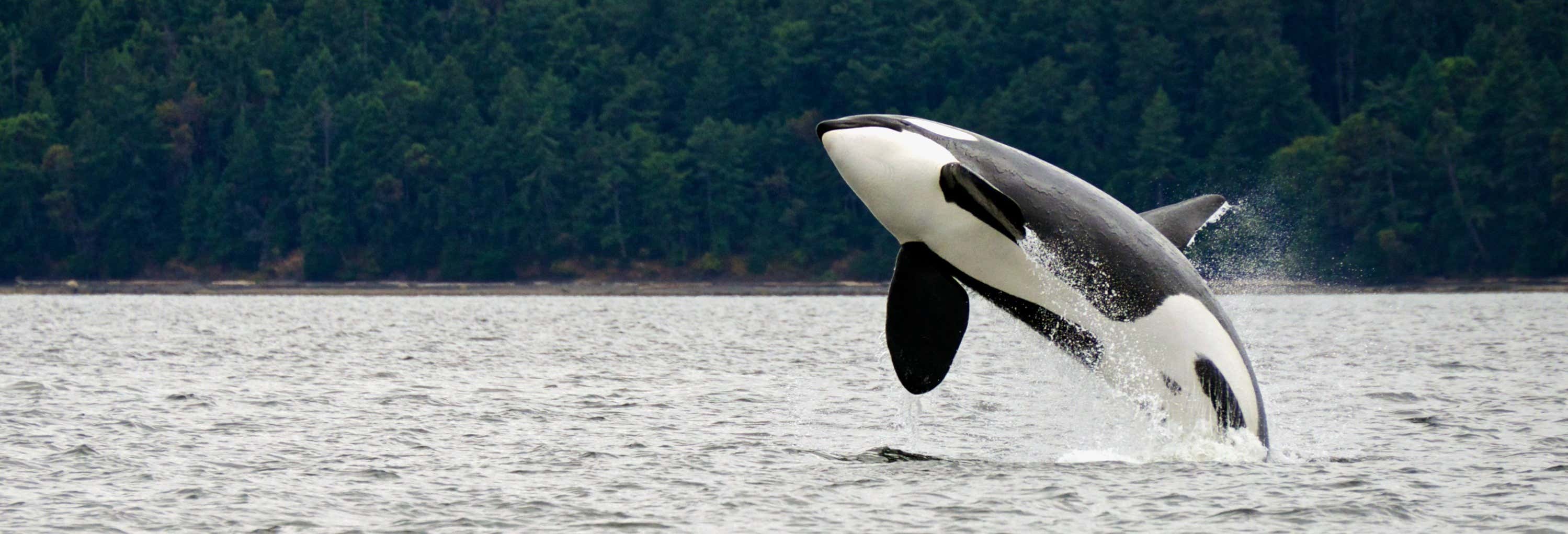 Circuito de 8 días por Canadá con avistamiento de ballenas