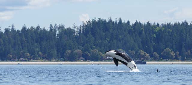Whale Watching Cruise to Victoria