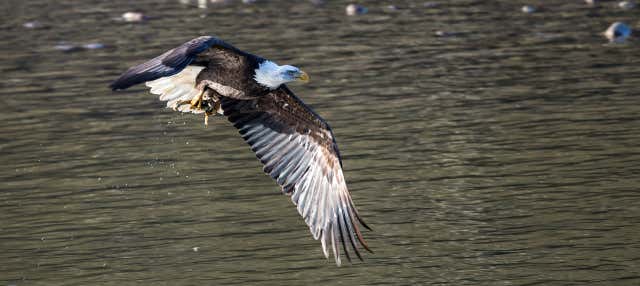 Balade en bateau et observation d'aigles