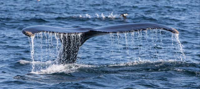 Observation de baleines dans le détroit de Magellan