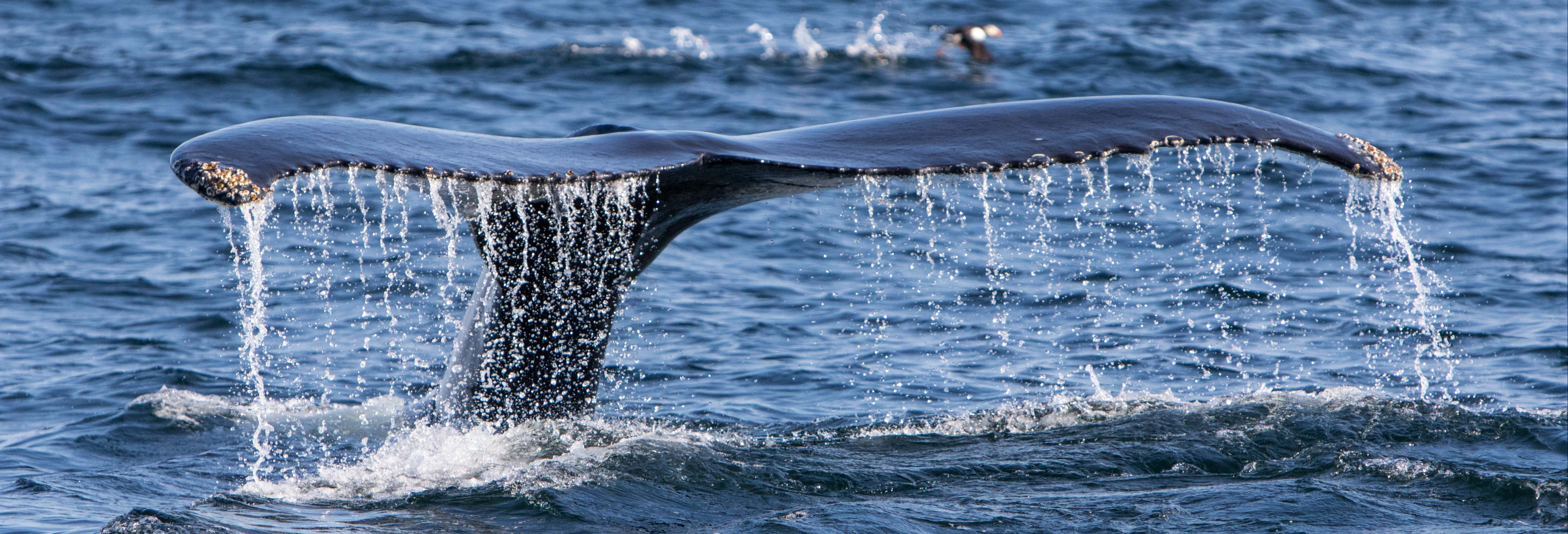 Avvistamento di balene sullo stretto di Magellano
