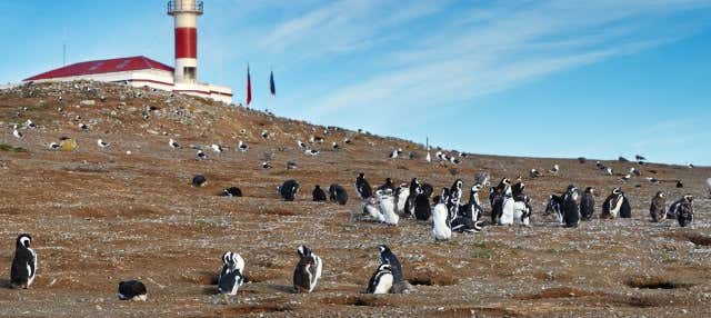 Avistamento de pinguins na Ilha Magdalena