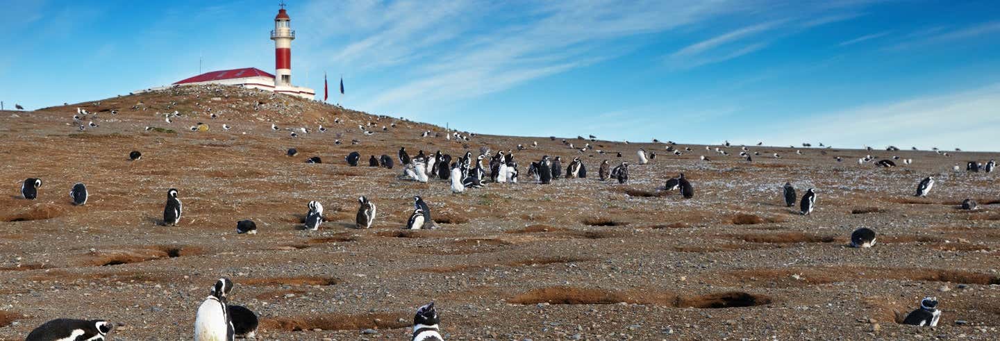 Avistamento de pinguins na Ilha Magdalena