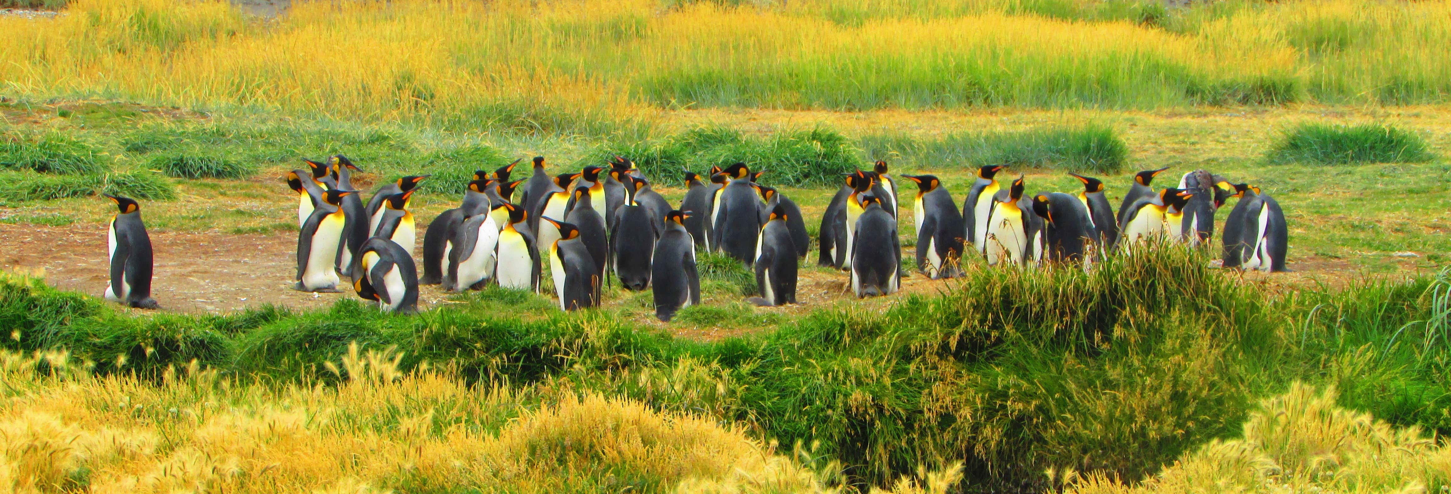 Excursión a la isla Tierra del Fuego