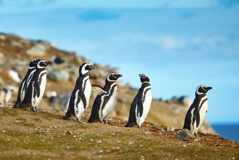 Image result for pinguinos en punta arenas