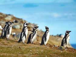 ,Avistamiento de Pingüinos en Isla Magdalena
