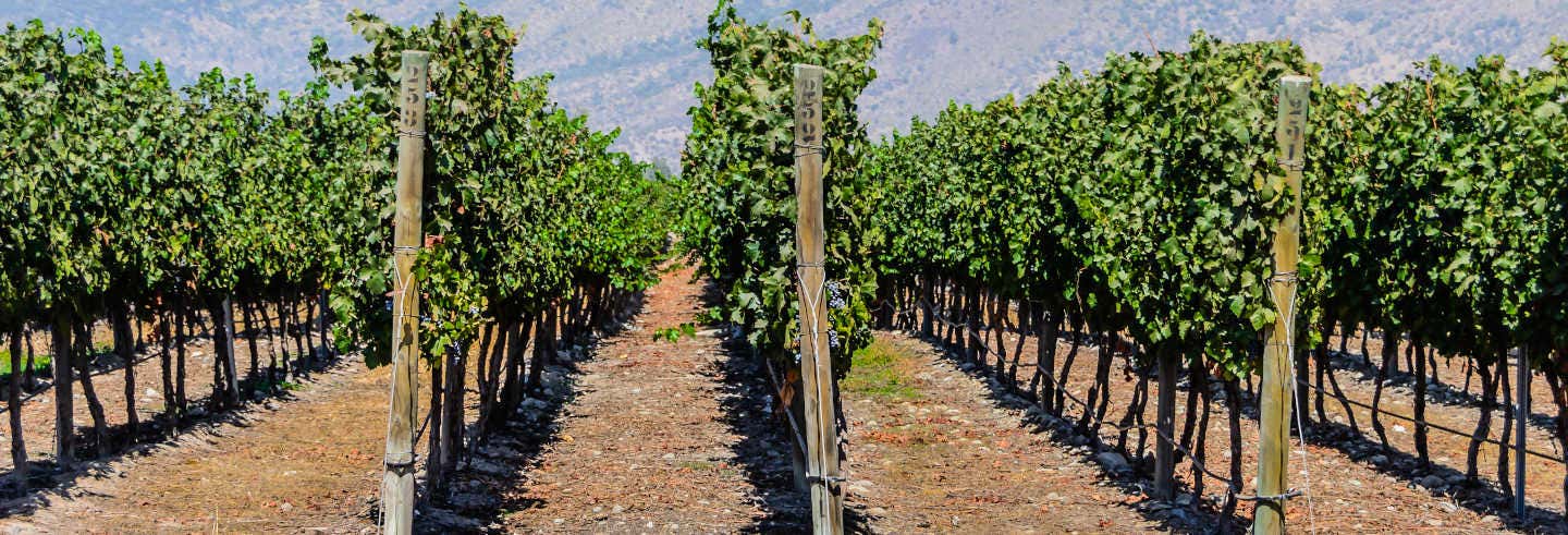 Escursione a Isla de Maipo per croceristi