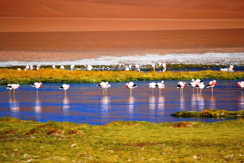 Risultati immagini per riserva avaroa in bolivia